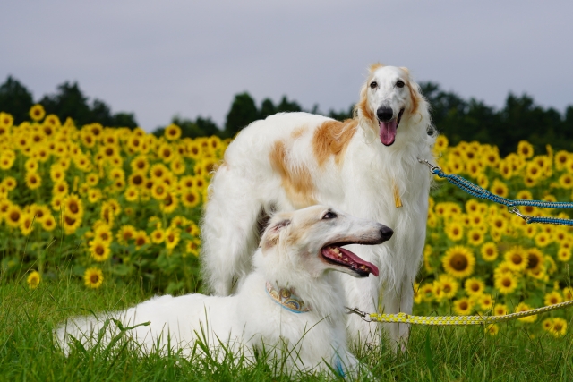 向日葵とボルゾイ